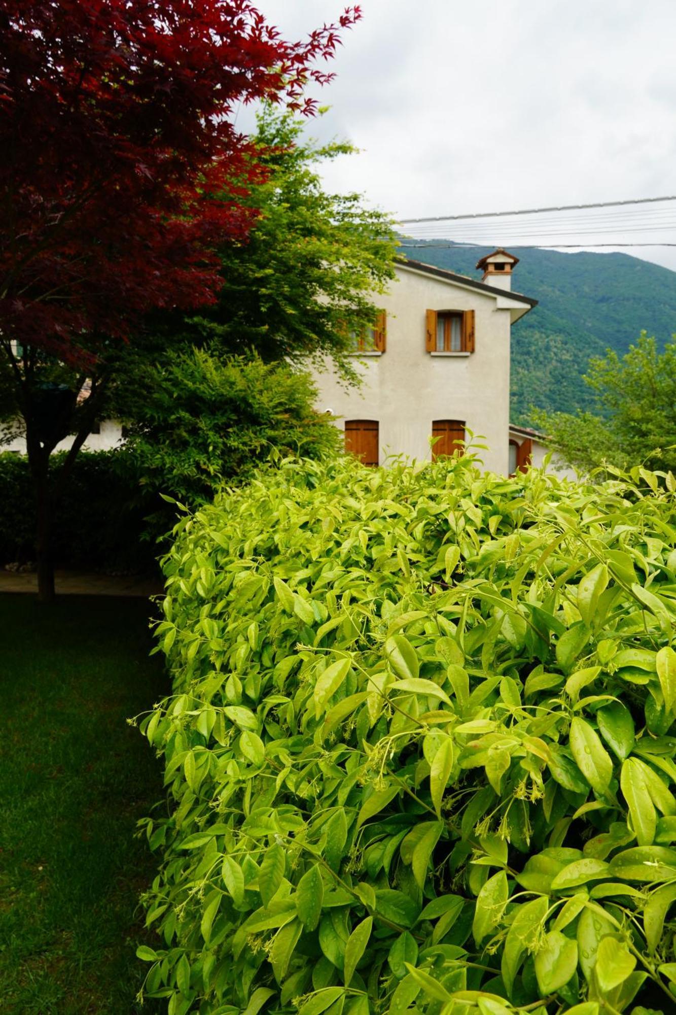 La Casa Del Glicine Tarzo Alloggio in famiglia *